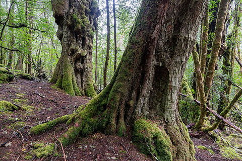 3-Day Cradle Mountain Photography Workshop - Australian Directory 1