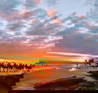 1 Hour Broome Sunset Camel Tour - Australian Directory