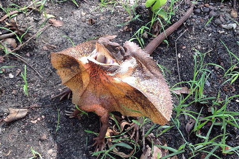 Litchfield National Park And Jumping Crocodile Cruise - Australian Directory 1