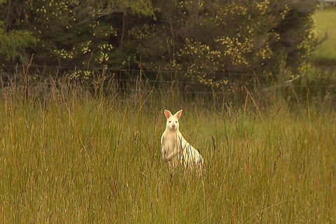 Bruny Island Day Trip From Hobart - Australian Directory 5