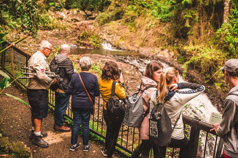 Full-day Springbrook National Park Tour From The Gold Coast - Australian Directory 0