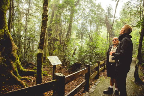 Full-day Springbrook National Park Tour From The Gold Coast - Australian Directory 1