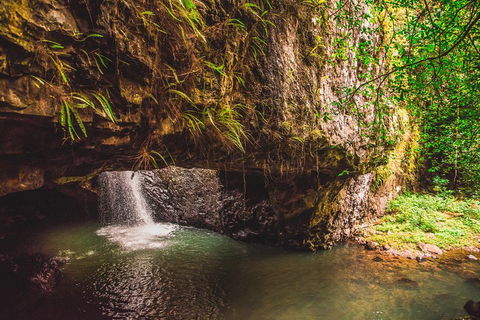 Full-day Springbrook National Park Tour From The Gold Coast - Australian Directory 4