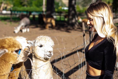 O'Reilly's & Lamington National Park Incl. Alpaca Farm + Vineyard - Australian Directory 3