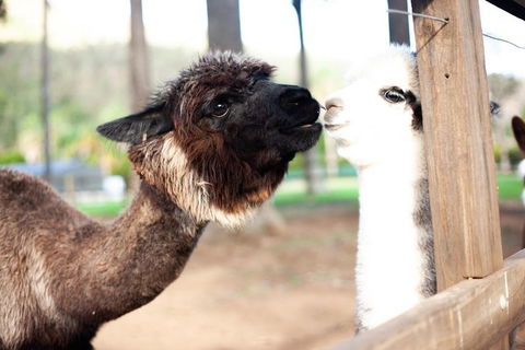 O'Reilly's & Lamington National Park Incl. Alpaca Farm + Vineyard - Australian Directory 4