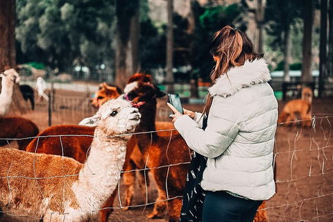 O'Reilly's & Lamington National Park Incl. Alpaca Farm + Vineyard - Australian Directory 5