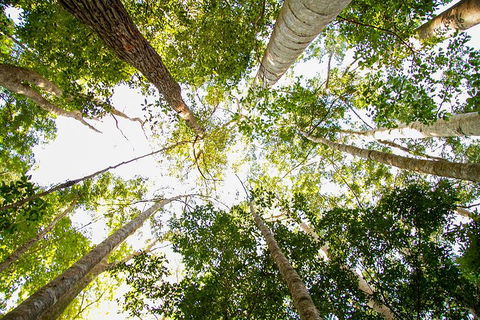 Fraser Island 4WD Tour From Noosa - Australian Directory 0