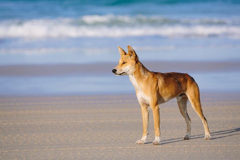Fraser Island 4WD Tour From Rainbow Beach - Australian Directory 2