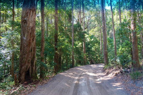 Fraser Island 4WD Tour From Rainbow Beach - Australian Directory 4
