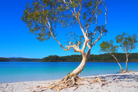 Fraser Island 4WD Tour From Rainbow Beach - Australian Directory 5
