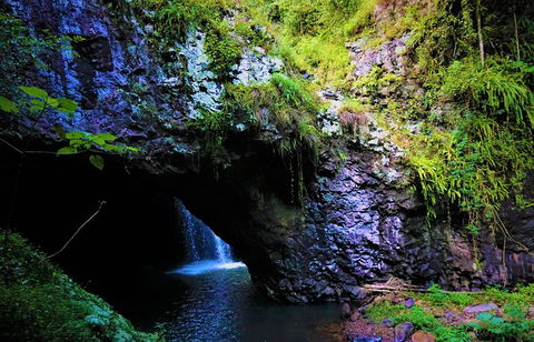 Rainforest & Waterfalls Extravaganza - Australian Directory 5