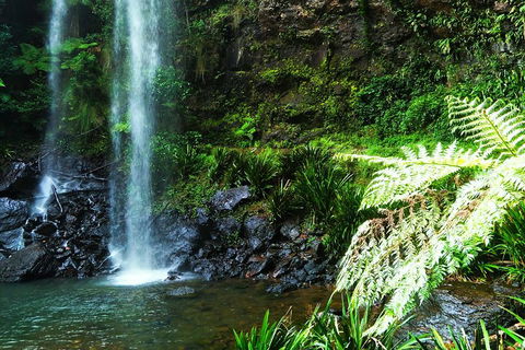 Private Tour - Rainforest & Waterfalls Extravaganza - Australian Directory 1