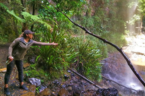 Private Tour - Rainforest & Waterfalls Extravaganza - Australian Directory 4