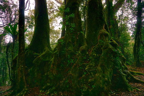 Private Tour - Rainforest & Waterfalls Extravaganza - Australian Directory 5