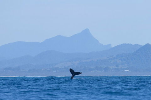The Byron Bay Sea Kayak Tour - Australian Directory 0