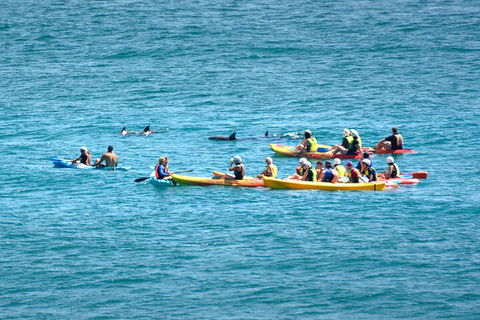 The Byron Bay Sea Kayak Tour - Australian Directory 1