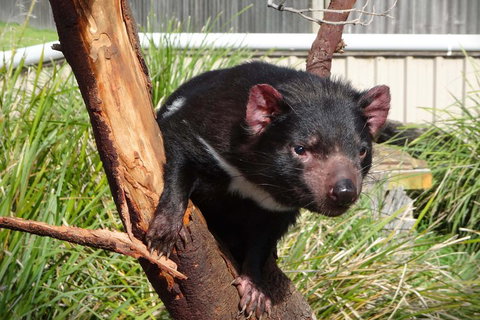 Tasmania 6 Day 'Tour In Circle' - Australian Directory 1