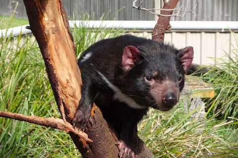 Tasmania 4 Day East Coast + Launceston - Australian Directory 2