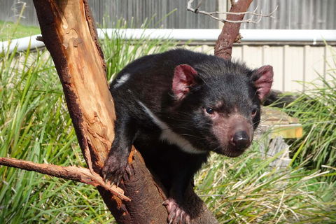 6-Day Tasmania Small-Group Guided Tour With Gourmet Food - Australian Directory 1