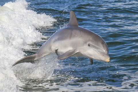 Noosa Oceanrider Scenic Dolphin Safari - Australian Directory 0
