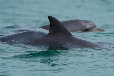 Noosa Oceanrider Scenic Dolphin Safari - Australian Directory 1