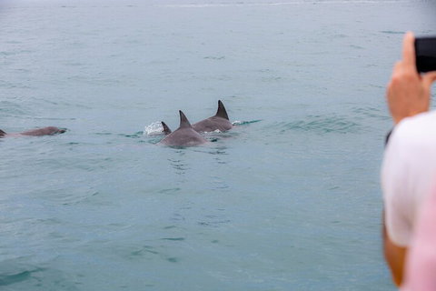 Noosa Oceanrider Scenic Dolphin Safari - Australian Directory 2