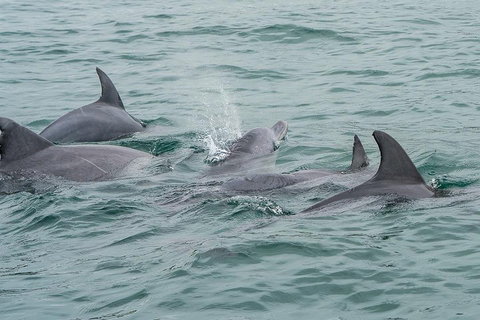 Noosa Oceanrider Scenic Dolphin Safari - Australian Directory 5