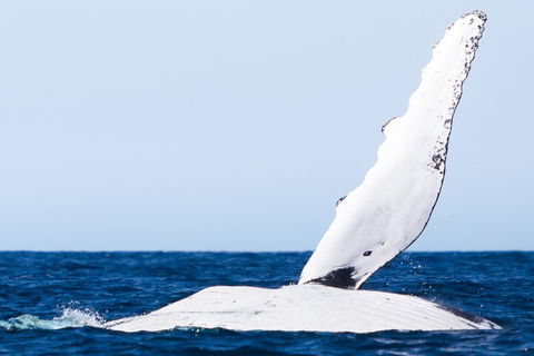 2-Hour Guided Whale Watching Tour At Noosa - Australian Directory 0