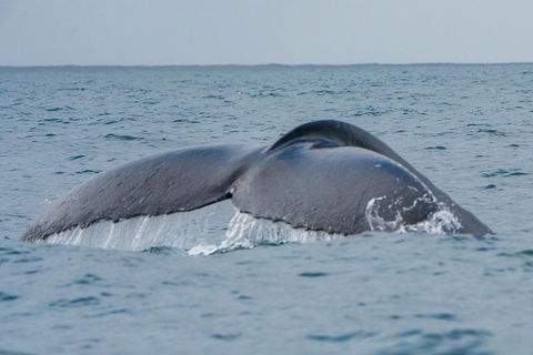 2-Hour Guided Whale Watching Tour At Noosa - Australian Directory 1