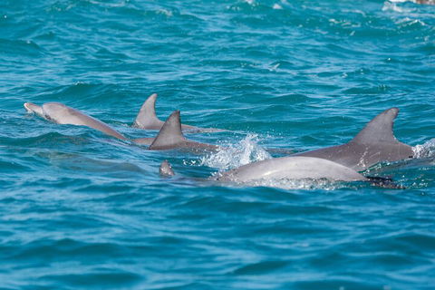 2-Hour Guided Whale Watching Tour At Noosa - Australian Directory 2