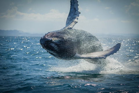 2-Hour Guided Whale Watching Tour At Noosa - Australian Directory 3