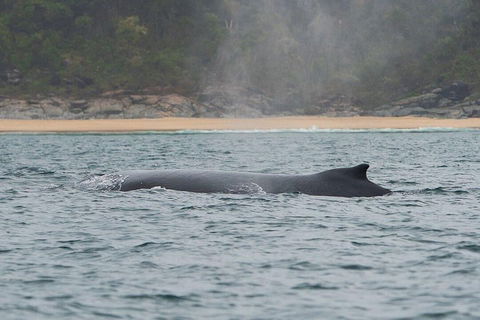 2-Hour Guided Whale Watching Tour At Noosa - Australian Directory 5