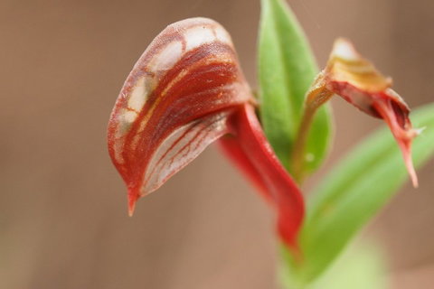 Wave Rock, Wild Flowers And Astro Photography - Australian Directory 2