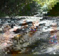 Daintree Rainforest Cape Tribulation Mossman Gorge Small-Group Day Tour - Australian Directory