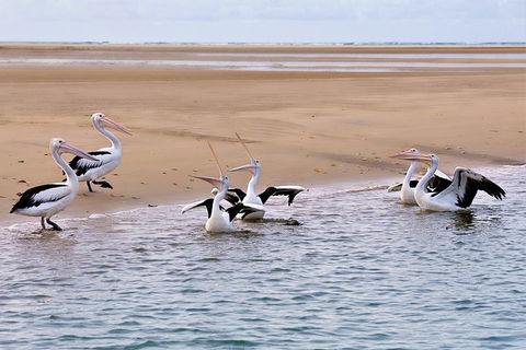 Town Of 1770 Afternoon Cruise - Australian Directory 4