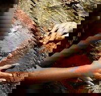 Ngana Julaymba Dungay - Full Day - Australian Directory