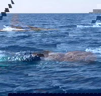 Noosa Whale Watching - Australian Directory