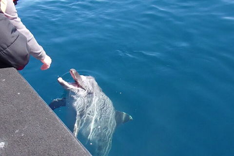 Noosa Wild Dolphin Safari - Australian Directory 0