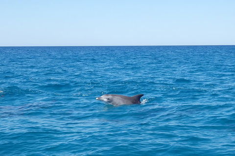 Noosa Wild Dolphin Safari - Australian Directory 1