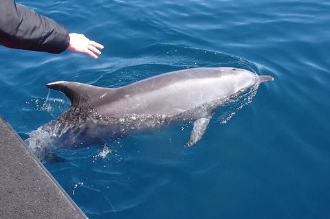 Noosa Wild Dolphin Safari - Australian Directory 2