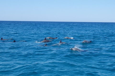 Noosa Wild Dolphin Safari - Australian Directory 3