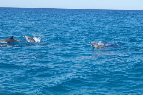 Noosa Wild Dolphin Safari - Australian Directory 4