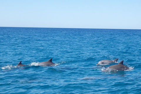 Noosa Wild Dolphin Safari - Australian Directory 5