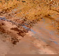 Scenic Flight Lizard Safari - Australian Directory
