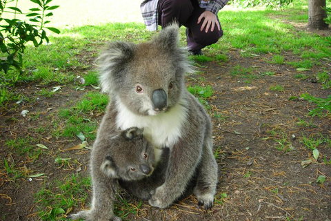 3-Day Adelaide To Melbourne Tour Including The Great Ocean Road - Australian Directory 3