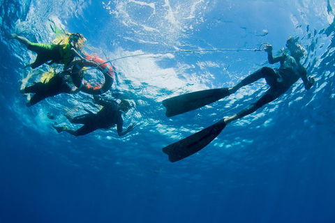 Passions Of Paradise Great Barrier Reef Snorkel And Dive Cruise From Cairns By Luxury Catamaran - Australian Directory 2