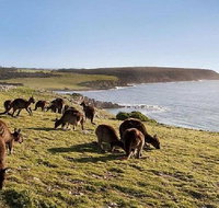 Kangaroo Island Personal Group Tours - Australian Directory