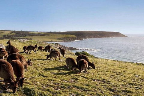 Kangaroo Island Personal Group Tours - Australian Directory 0