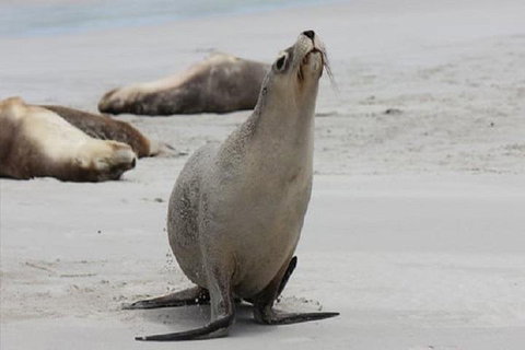 Kangaroo Island Personal Group Tours - Australian Directory 4