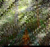 O'Reilly's  Lamington National Park from Gold Coast - Australian Directory